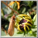 Trichoptera sp - Koecherfliege 01a.jpg